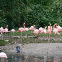 Zootiere kennenlernen